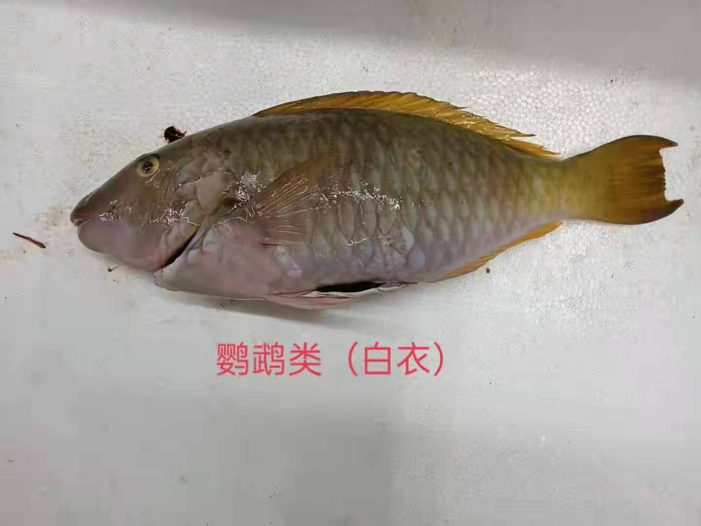 白衣