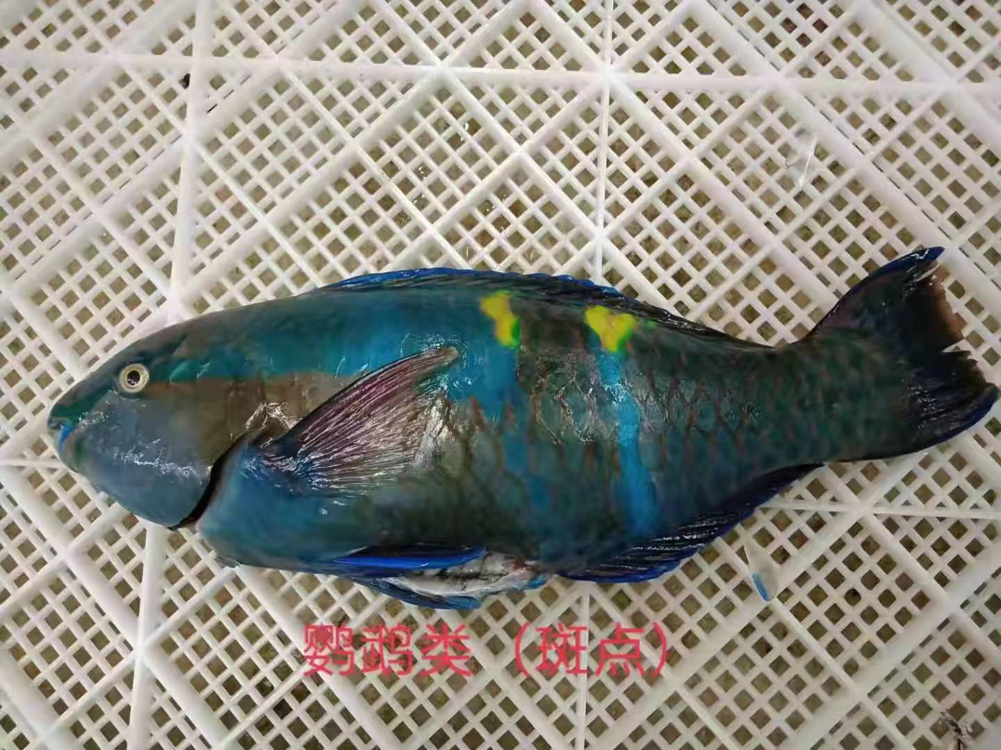 斑点