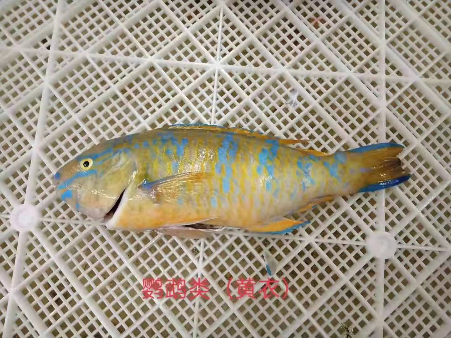 黄衣