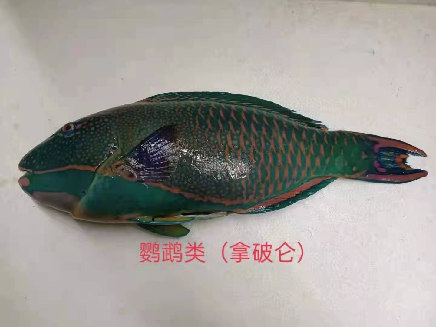 拿破仑