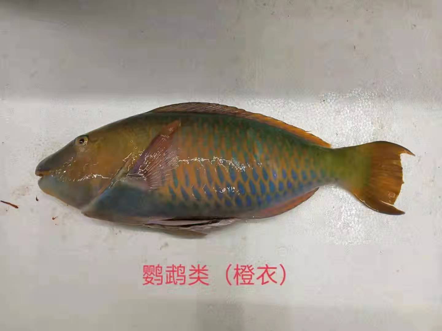 橙衣