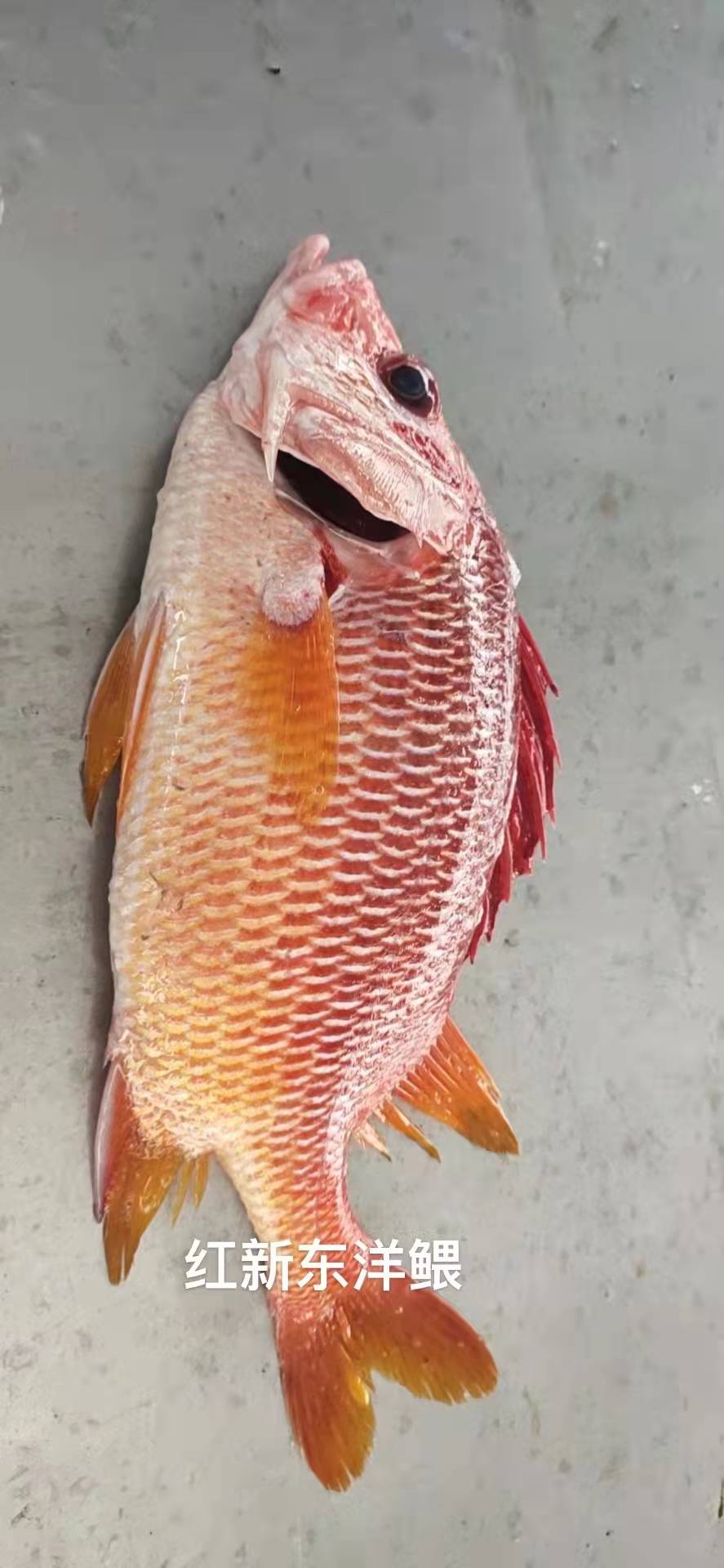 红新东洋鳂