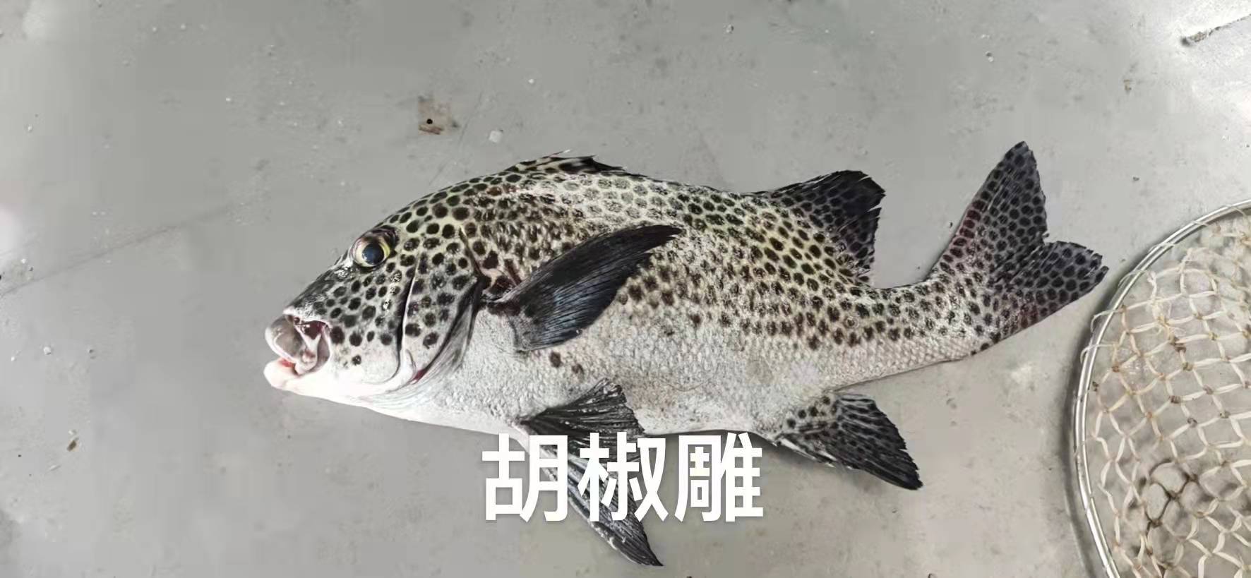 胡椒鲷