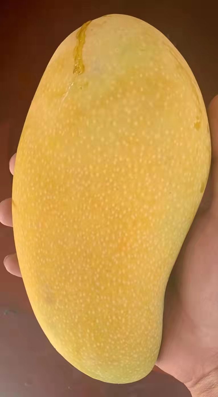 金煌芒